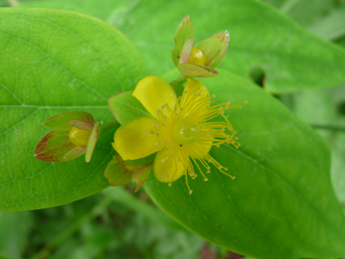 Petites fleurs jaunes d'environ 2 cm de diamètre. Agrandir dans une nouvelle fenêtre (ou onglet)